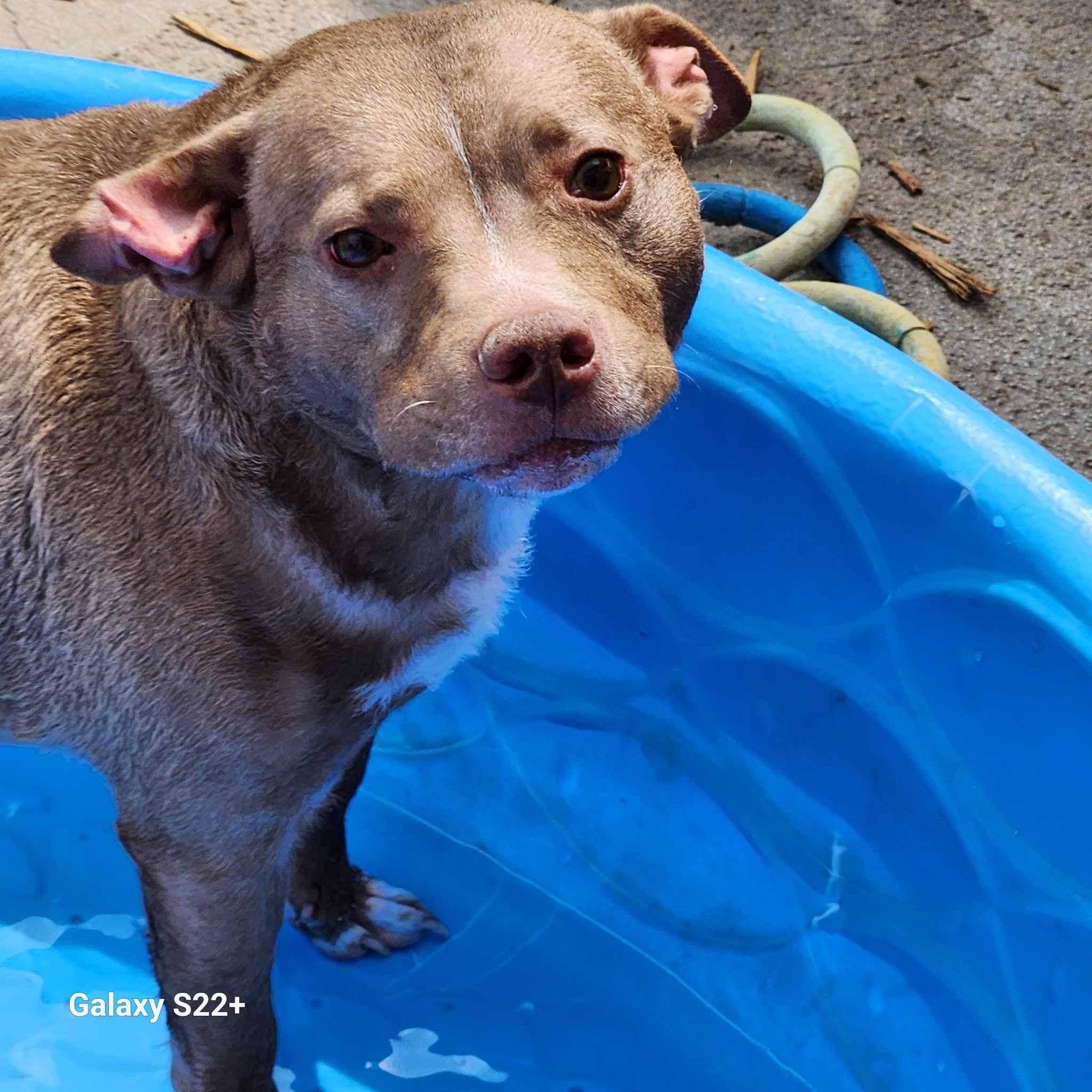 Ginger, a Adoptable mixed breed in Powell, TN image 2/5