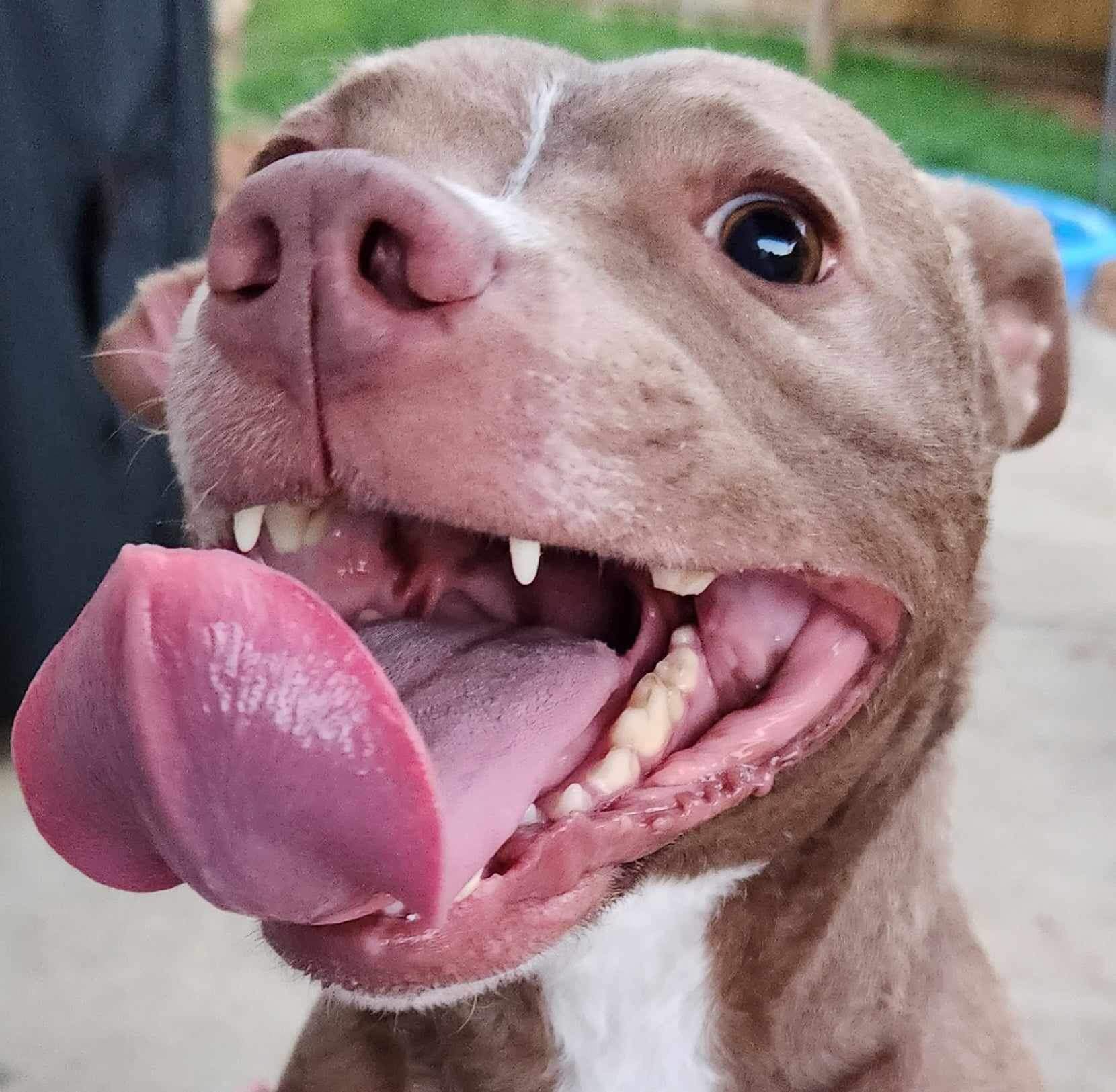 Ginger, a Adoptable mixed breed in Powell, TN image 3/5