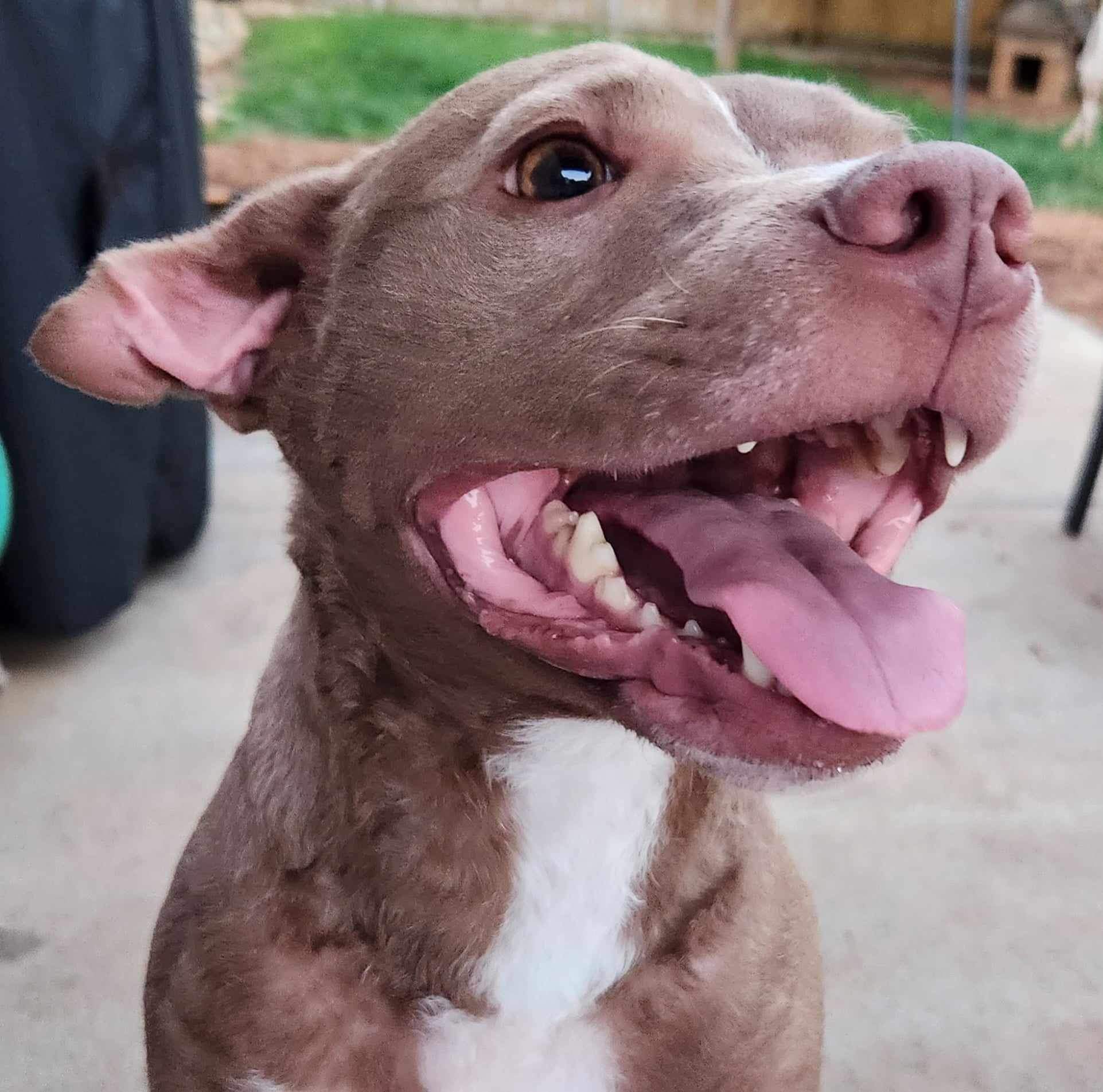 Ginger, a Adoptable mixed breed in Powell, TN image 4/5