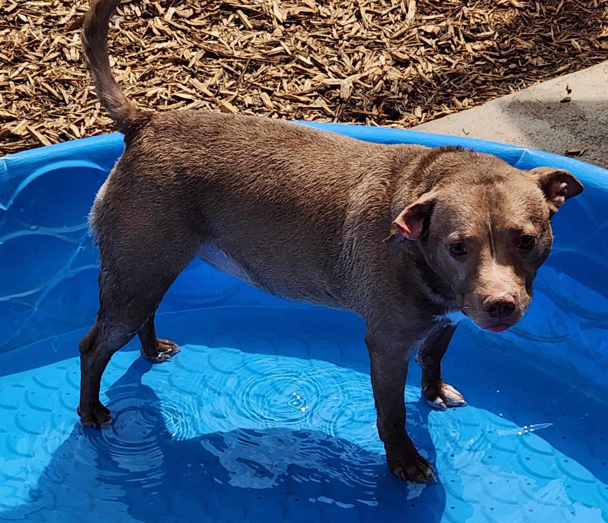 Ginger, a Adoptable mixed breed in Powell, TN image 5/5