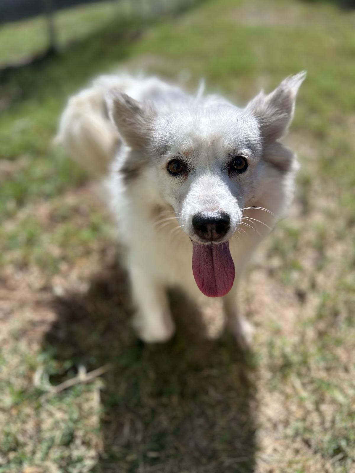 AURORA: The Smiling Star Who’s Ready to Light Up Your Life, an adoptable American Eskimo Dog, Pomsky in Houston, TX, 77030 | Photo Image 6