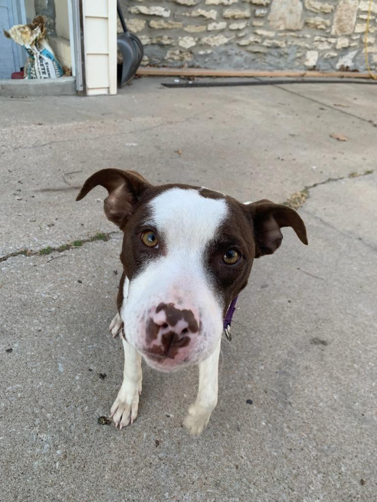 Diego, a ADOPTABLE Pit Bull Terrier in Kansas City, MO image 3/3