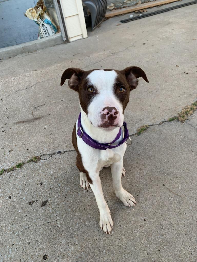 Diego, ADOPTABLE, Young Male Pit Bull Terrier.