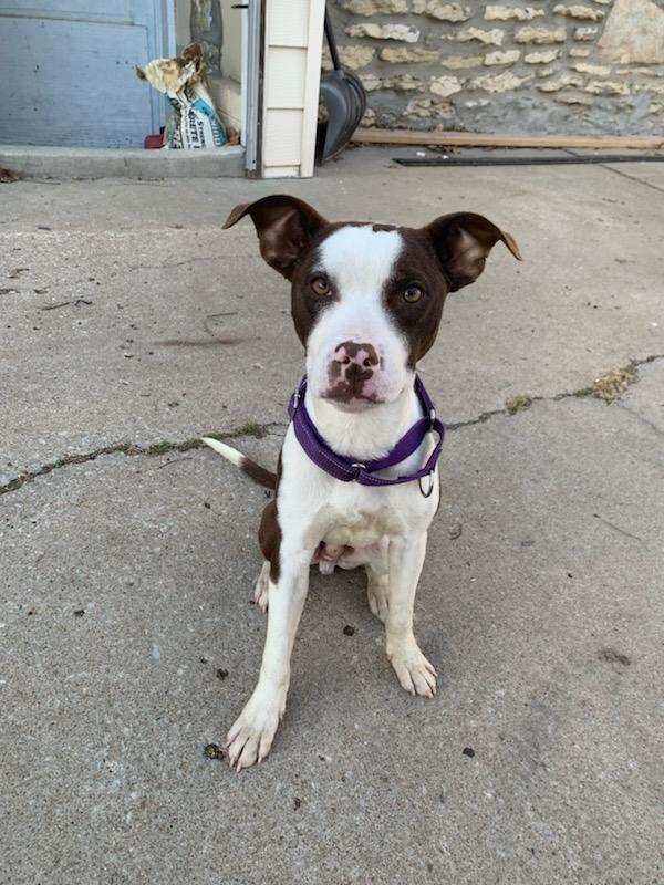 Diego, a ADOPTABLE Pit Bull Terrier in Kansas City, MO image 2/3
