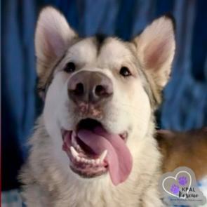 Calypso, a Adoptable Alaskan Malamute in Kenai, AK image 2/6