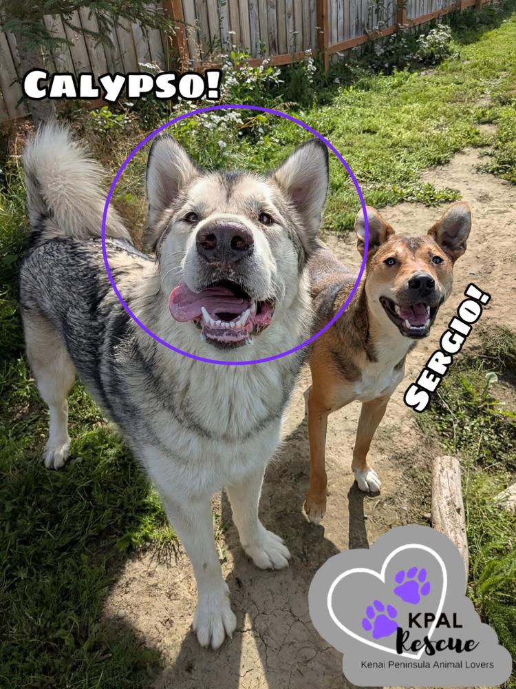 Calypso, a Adoptable Alaskan Malamute in Kenai, AK image 4/6