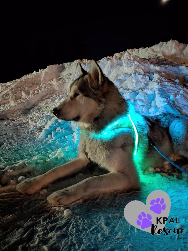 Enlarge Calypso, a Adoptable Alaskan Malamute in Kenai, AK image 4/6