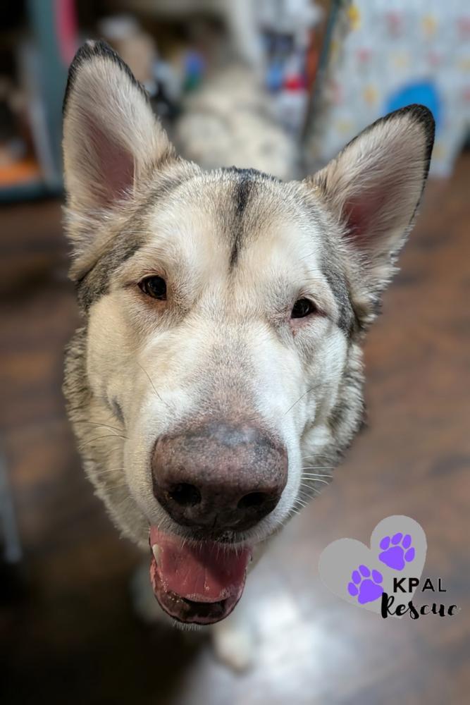 Enlarge Calypso, a Adoptable Alaskan Malamute in Kenai, AK image 5/6