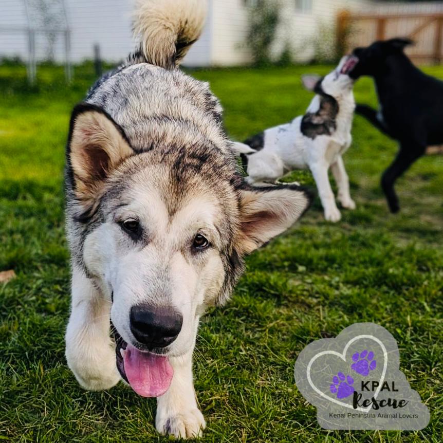 Calypso, a Adoptable Alaskan Malamute in Kenai, AK image 6/6