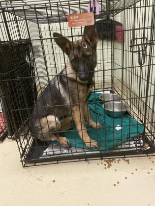 Enlarge Pnina Campbell, a Adopted German Shepherd Dog in San Angelo, TX image 1/1