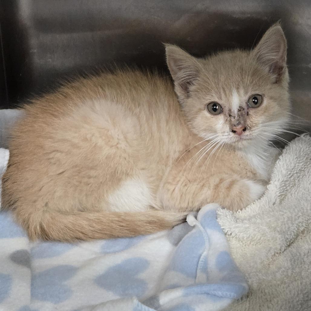 Tangerine 26-206, Adoptable, Young Male Domestic Short Hair.