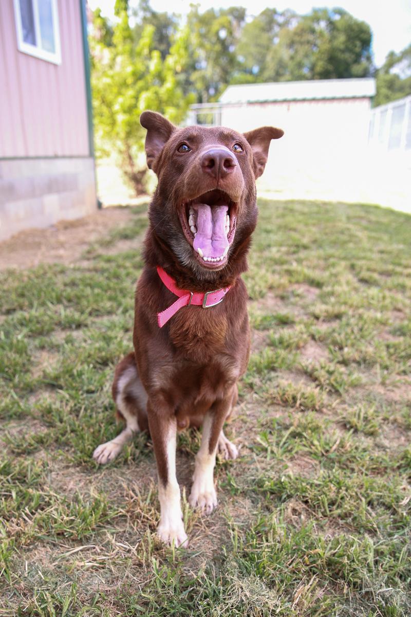 Enlarge Jax, a Adoptable mixed breed in Loogootee, IN image 1/3