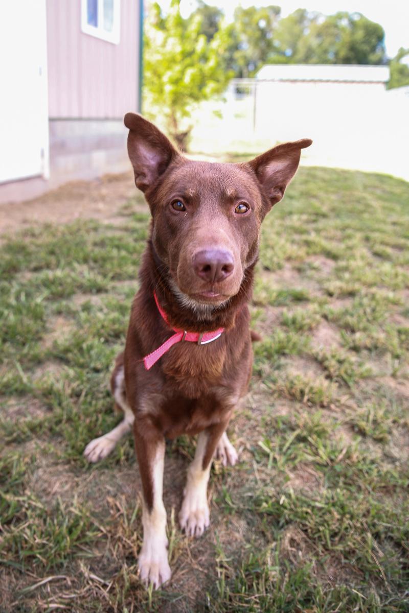 Enlarge Jax, a Adoptable mixed breed in Loogootee, IN image 2/3