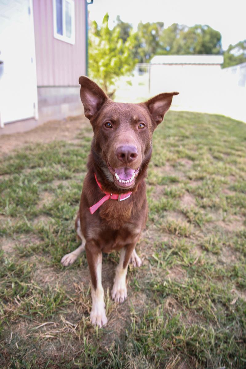 Enlarge Jax, a Adoptable mixed breed in Loogootee, IN image 3/3