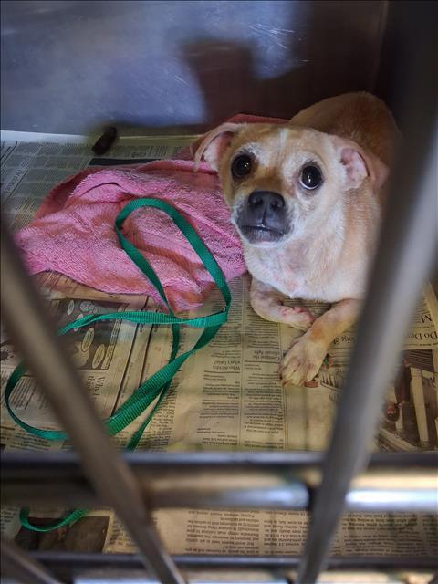 Enlarge MILO, a Adoptable mixed breed in Los Angeles, CA image 1/1