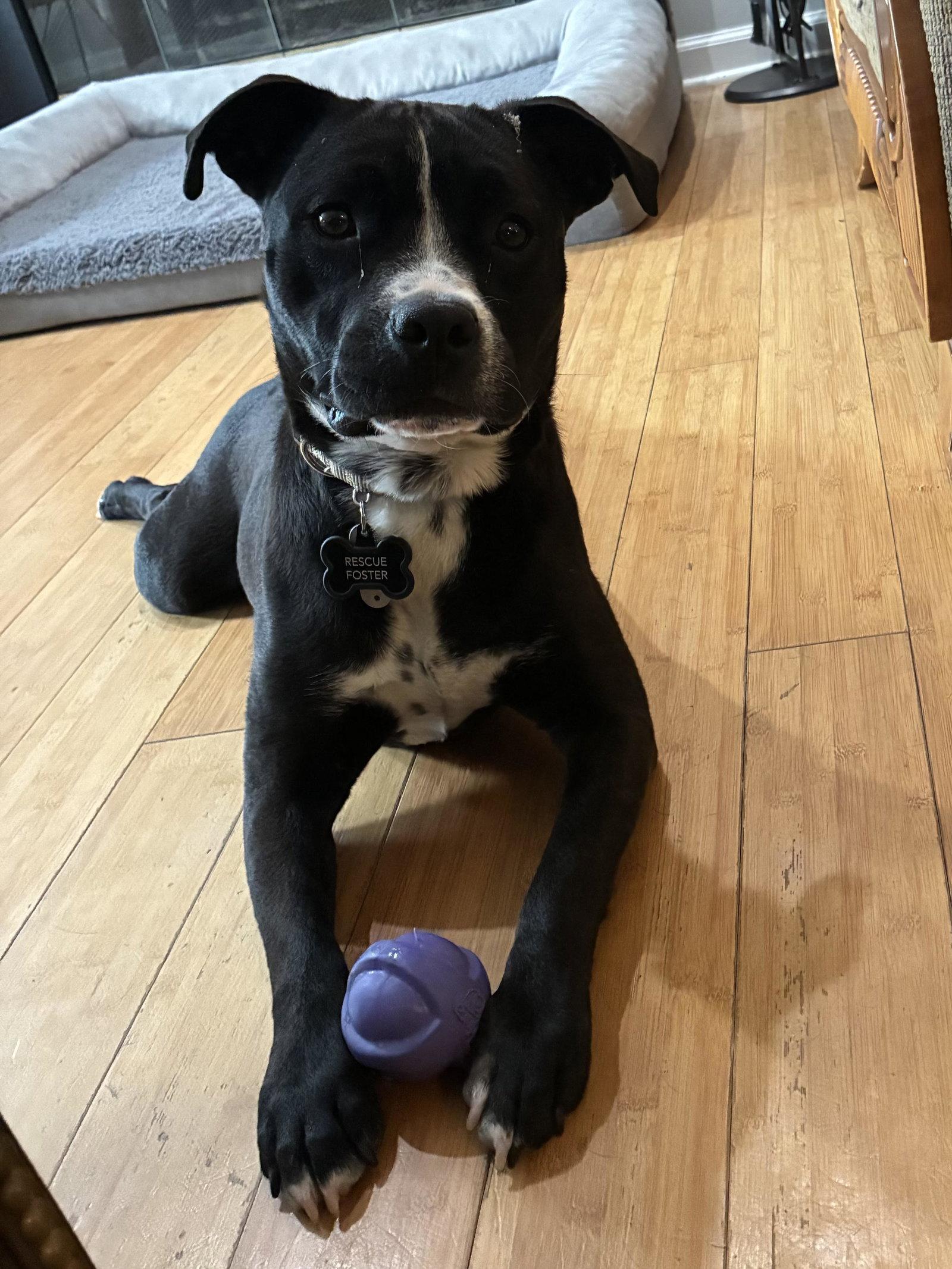 Boomer, Adopted, Adult Male Pit Bull Terrier & Chihuahua.
