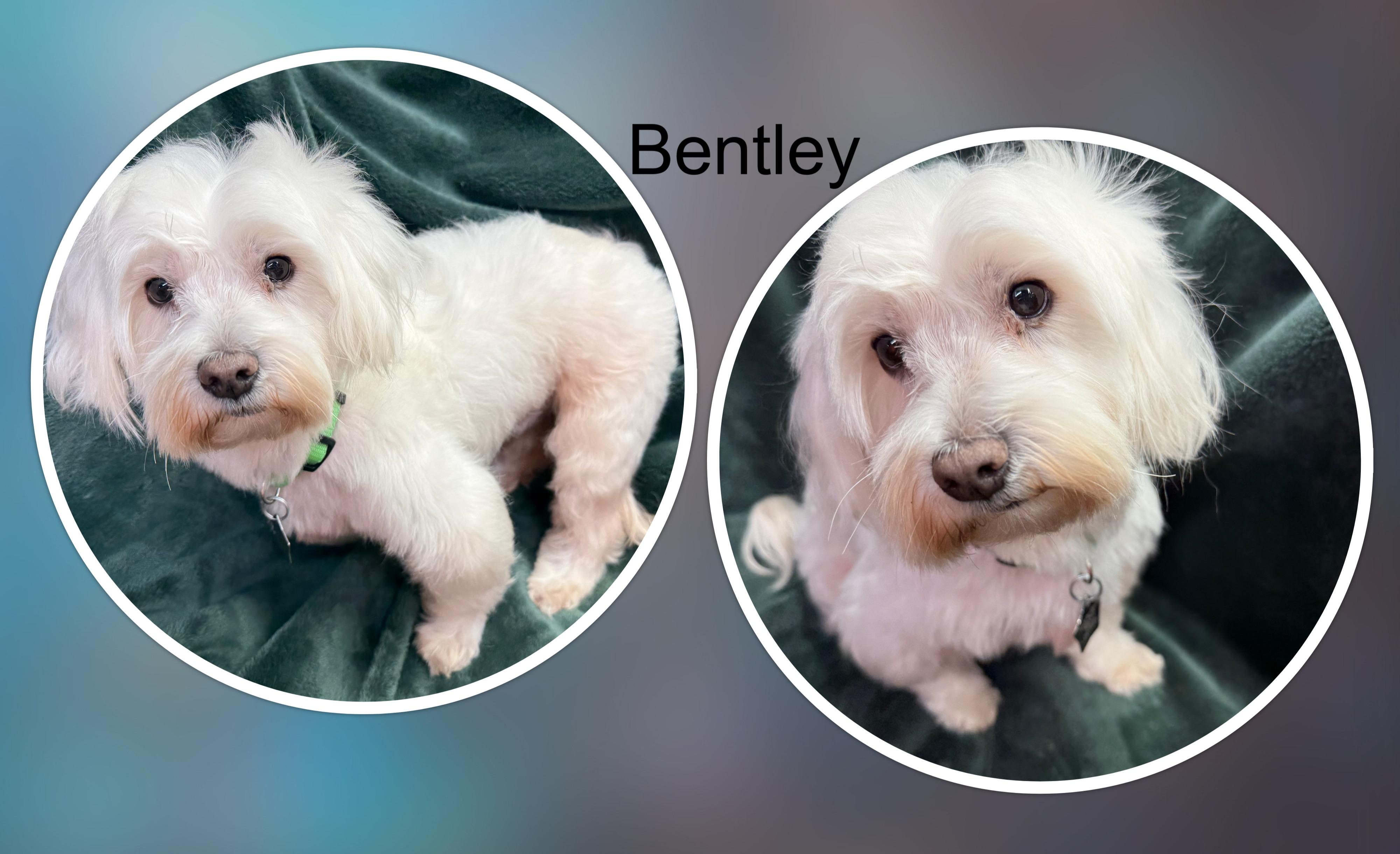 Bentley - IL, a Adoptable mixed breed in Chicago, IL image 1/2