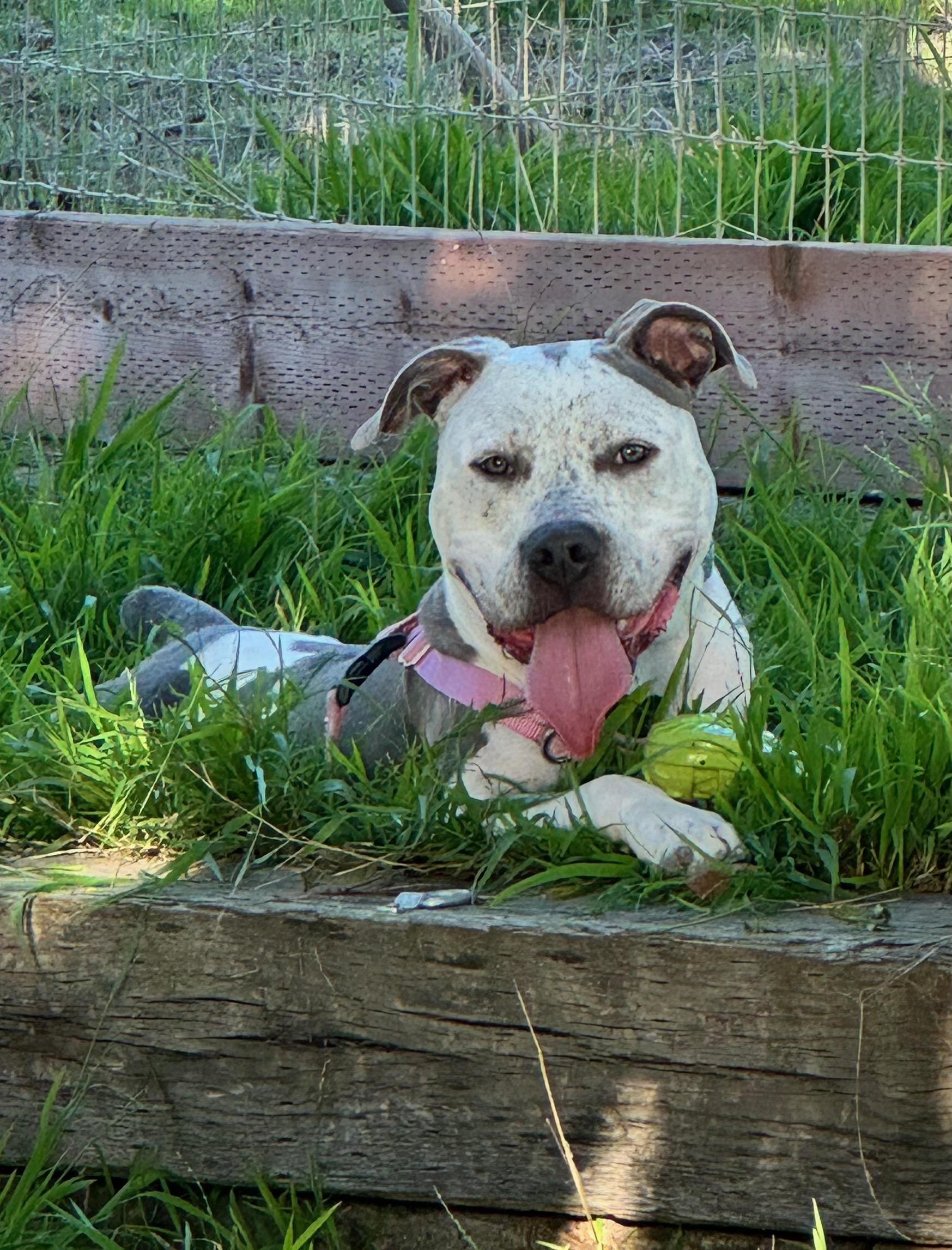 Buddha - Affectionate and Energetic Best Boy!, a Adoptable mixed breed in Malibu, CA image 3/5
