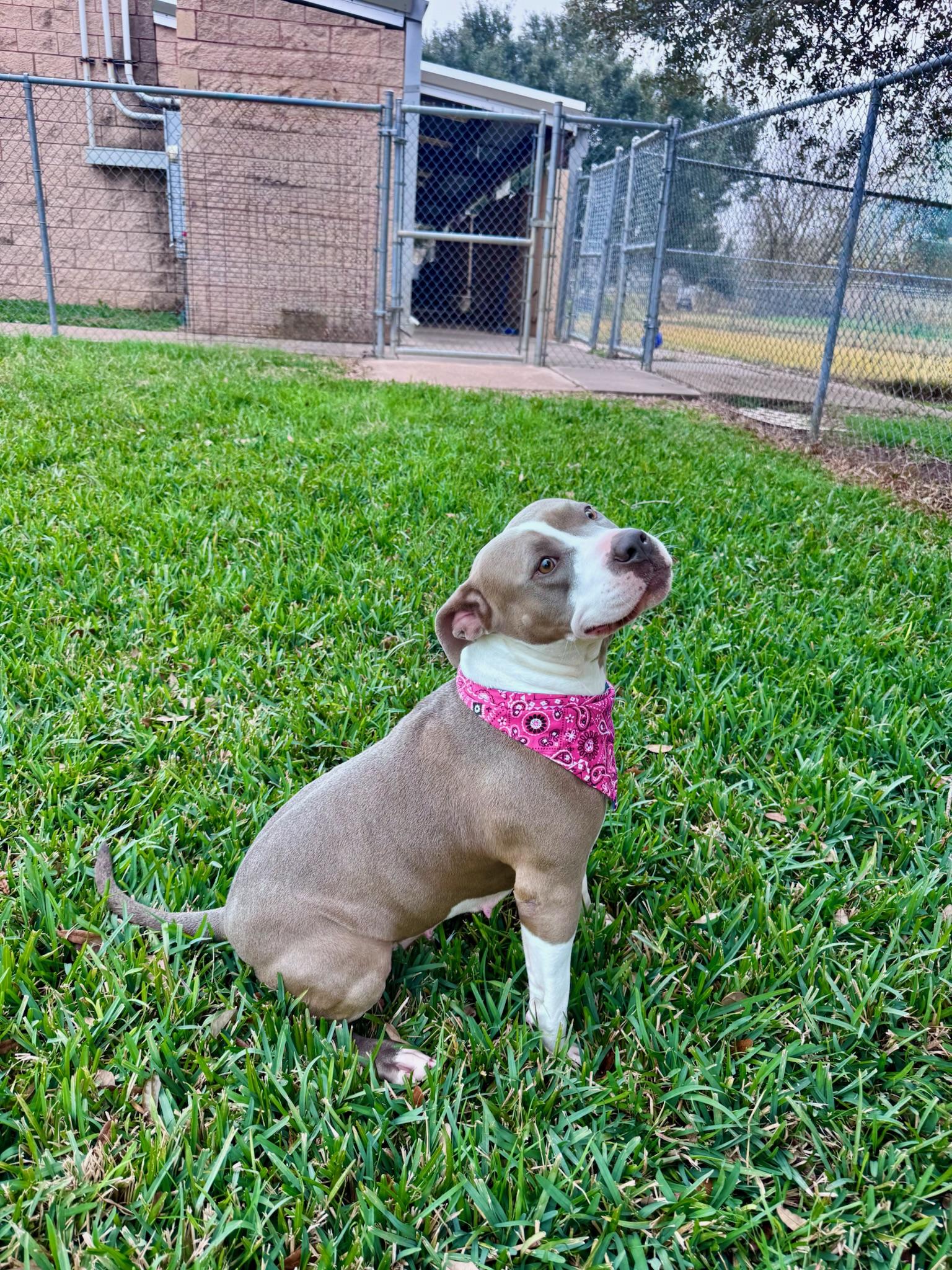 Enlarge Lovey, a Adoptable mixed breed in Houston, TX image 3/4