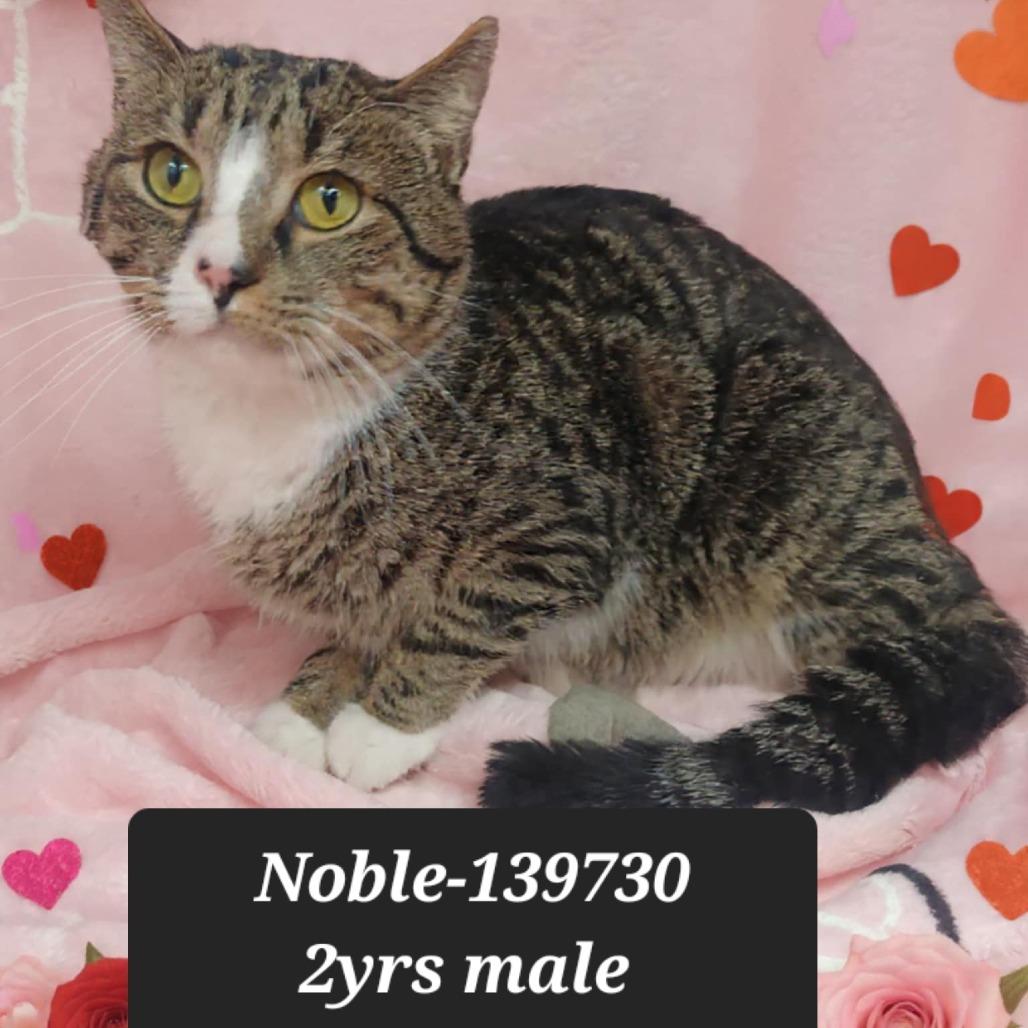 Noble, Adoptable, Adult Male Domestic Short Hair.