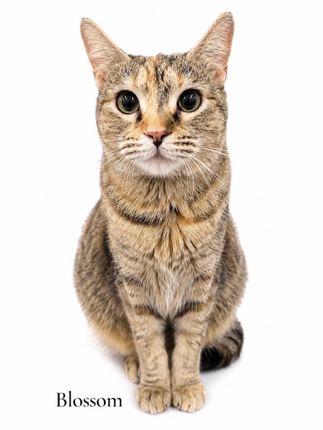 Enlarge Blossom, a ADOPTABLE Domestic Short Hair in Stevensville, MI image 1/1
