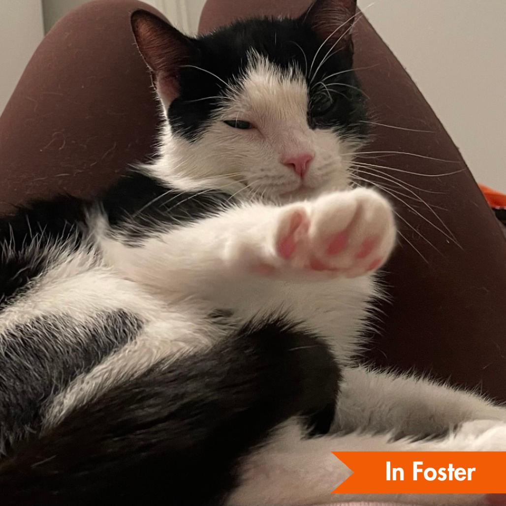 Honey, Adoptable, Adult Female Domestic Short Hair.