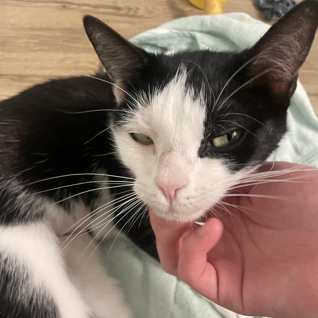 Enlarge Honey, a Adoptable Domestic Short Hair in Baltimore, MD image 2/2