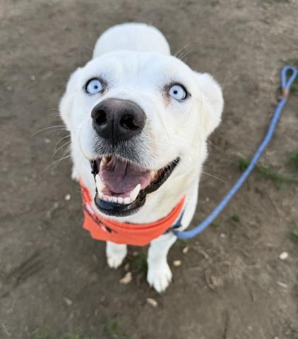 Enlarge ARYA, a Adoptable mixed breed in Bakersfield, CA image 1/1