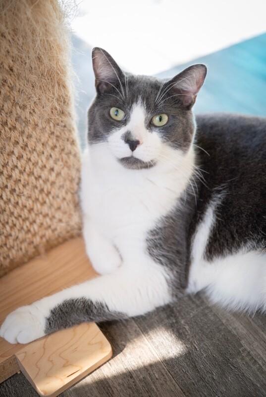 Mars, Adoptable, Adult Male Domestic Short Hair.