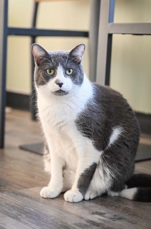 Enlarge Mars, a Adoptable Domestic Short Hair in Grand Rapids, MI image 1/6
