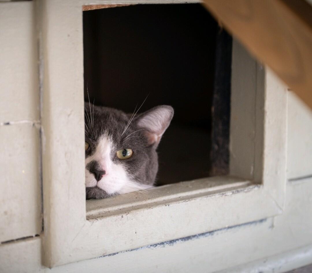 Enlarge Mars, a Adoptable Domestic Short Hair in Grand Rapids, MI image 2/6