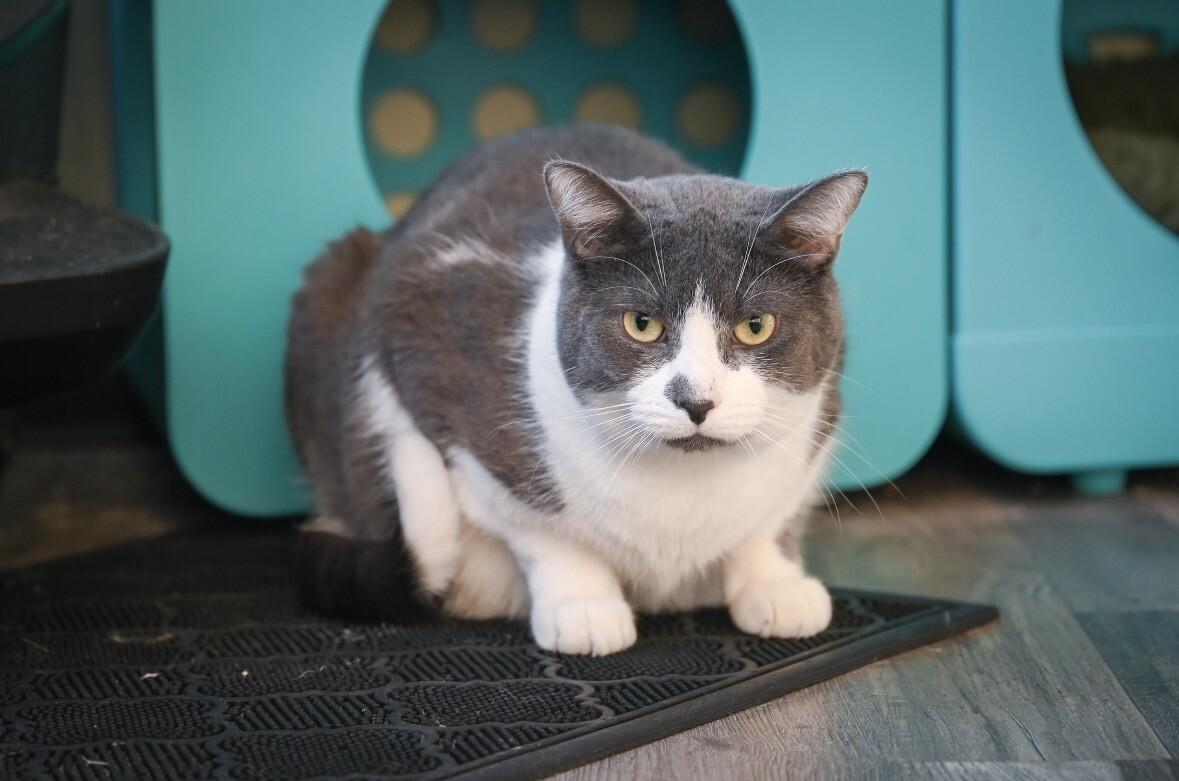 Enlarge Mars, a Adoptable Domestic Short Hair in Grand Rapids, MI image 3/6