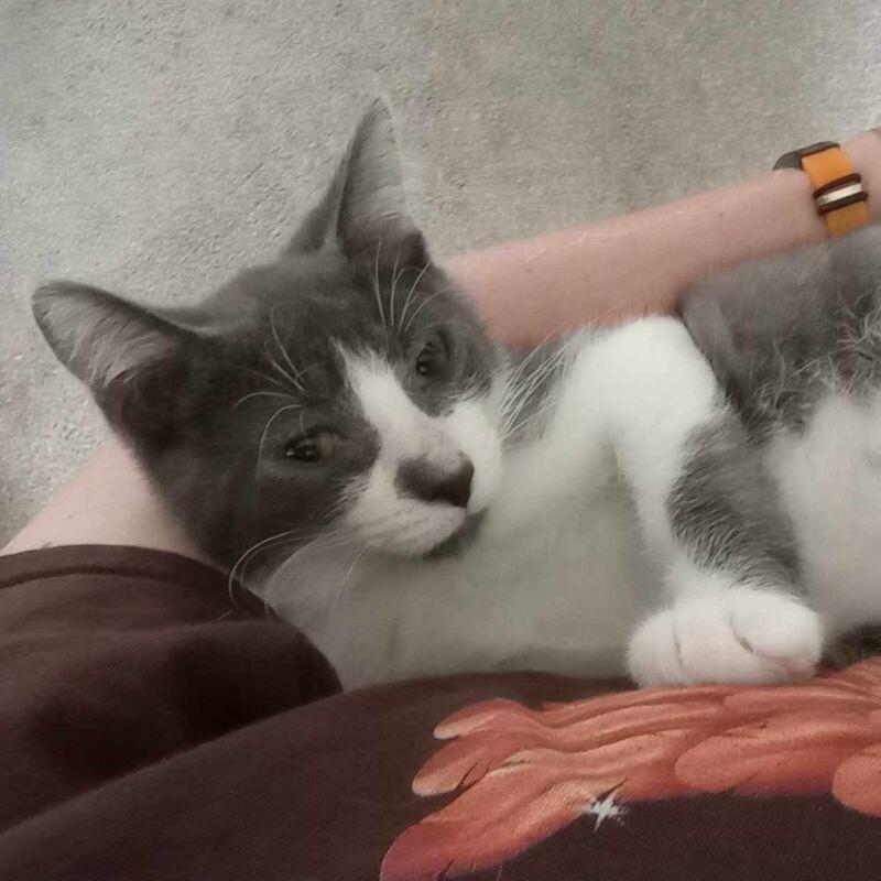 Enlarge Mars, a Adoptable Domestic Short Hair in Grand Rapids, MI image 4/6