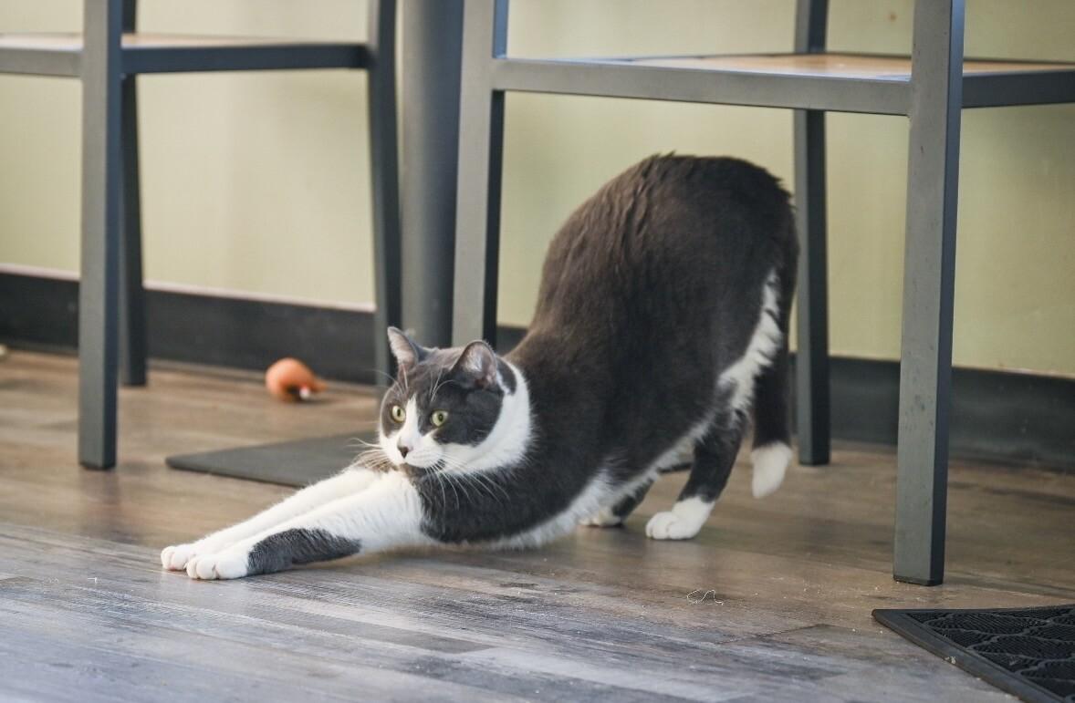 Enlarge Mars, a Adoptable Domestic Short Hair in Grand Rapids, MI image 6/6