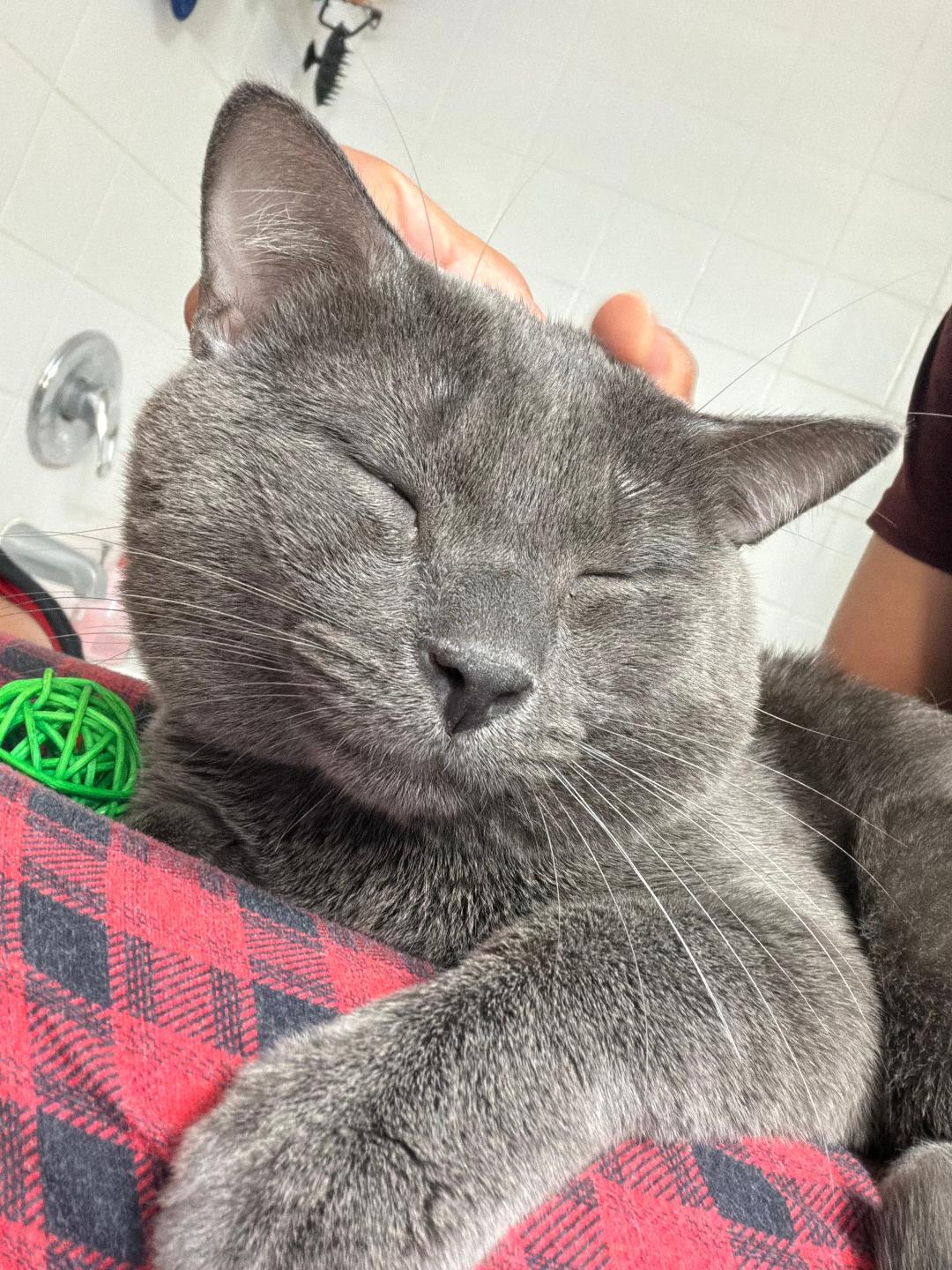 Mr. Whiskers, Adoptable, Young Male Domestic Short Hair.