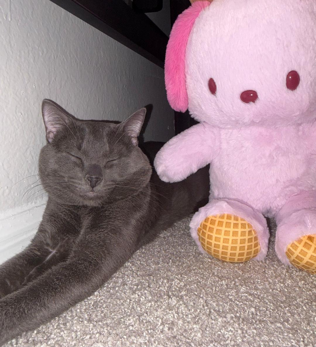 Mr. Whiskers, a Adoptable Domestic Short Hair in Orlando, FL image 2/3