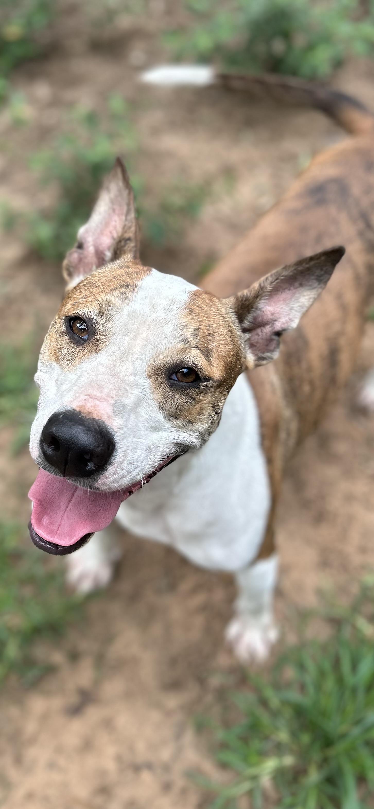 MARSHALL, Adoptable, Young Male Rat Terrier & Pit Bull Terrier.
