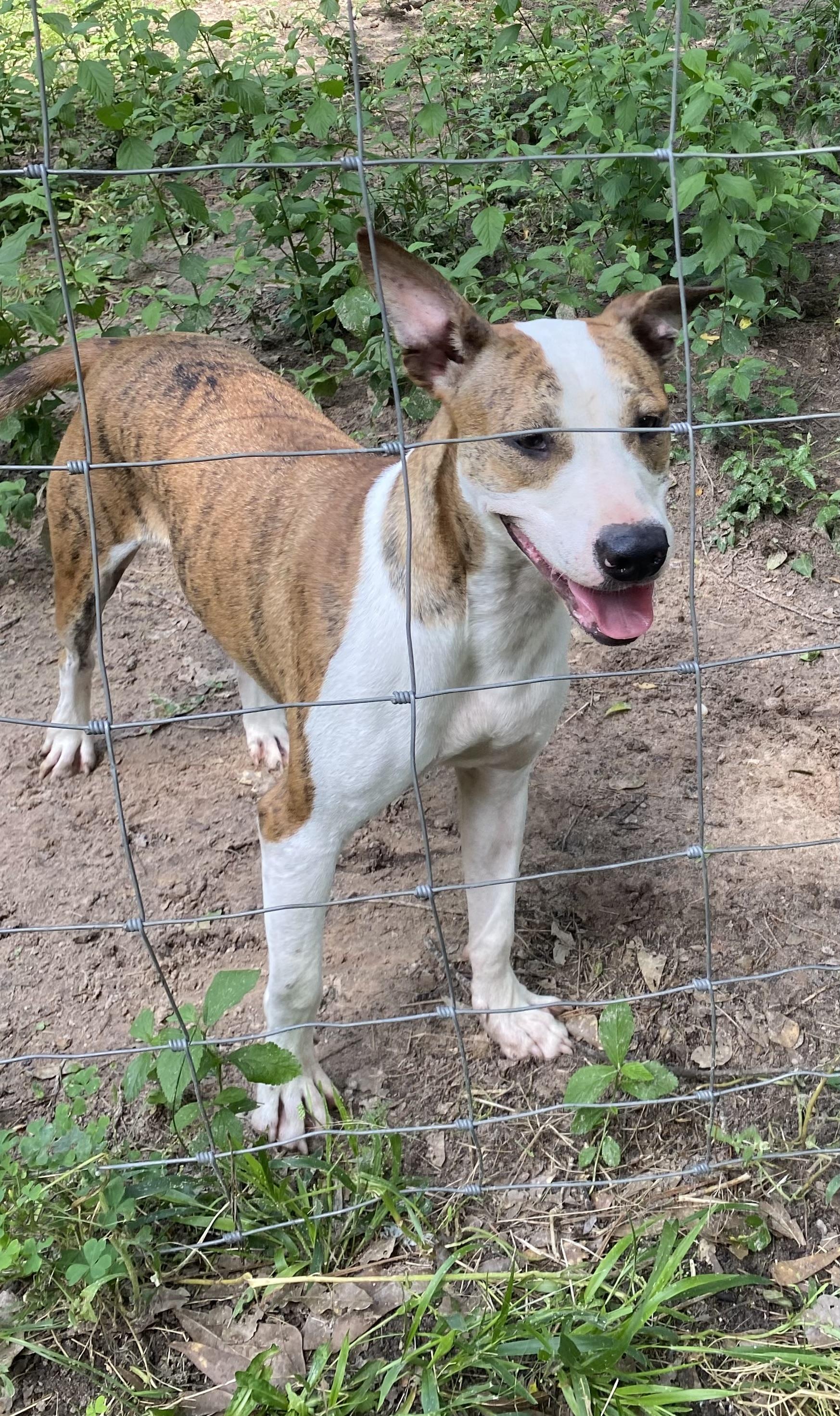 MARSHALL, a Adoptable mixed breed in conroe, TX image 6/6