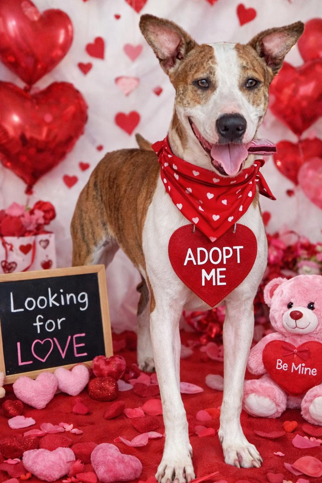 MARSHALL, Adoptable, Young Male American Staffordshire Terrier & Mountain Cur.