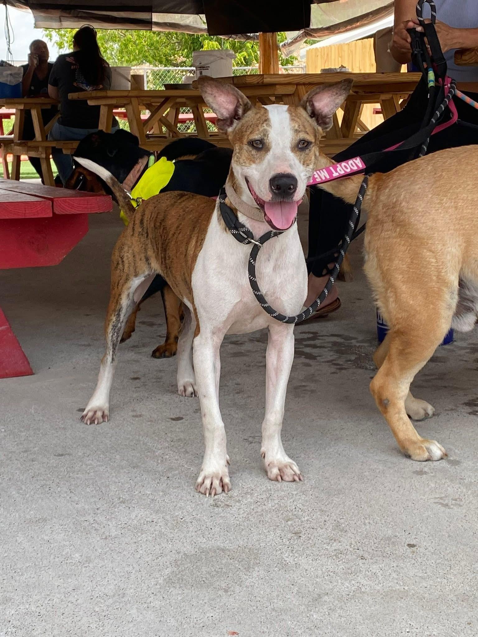 Enlarge MARSHALL, a Adoptable mixed breed in conroe, TX image 1/6