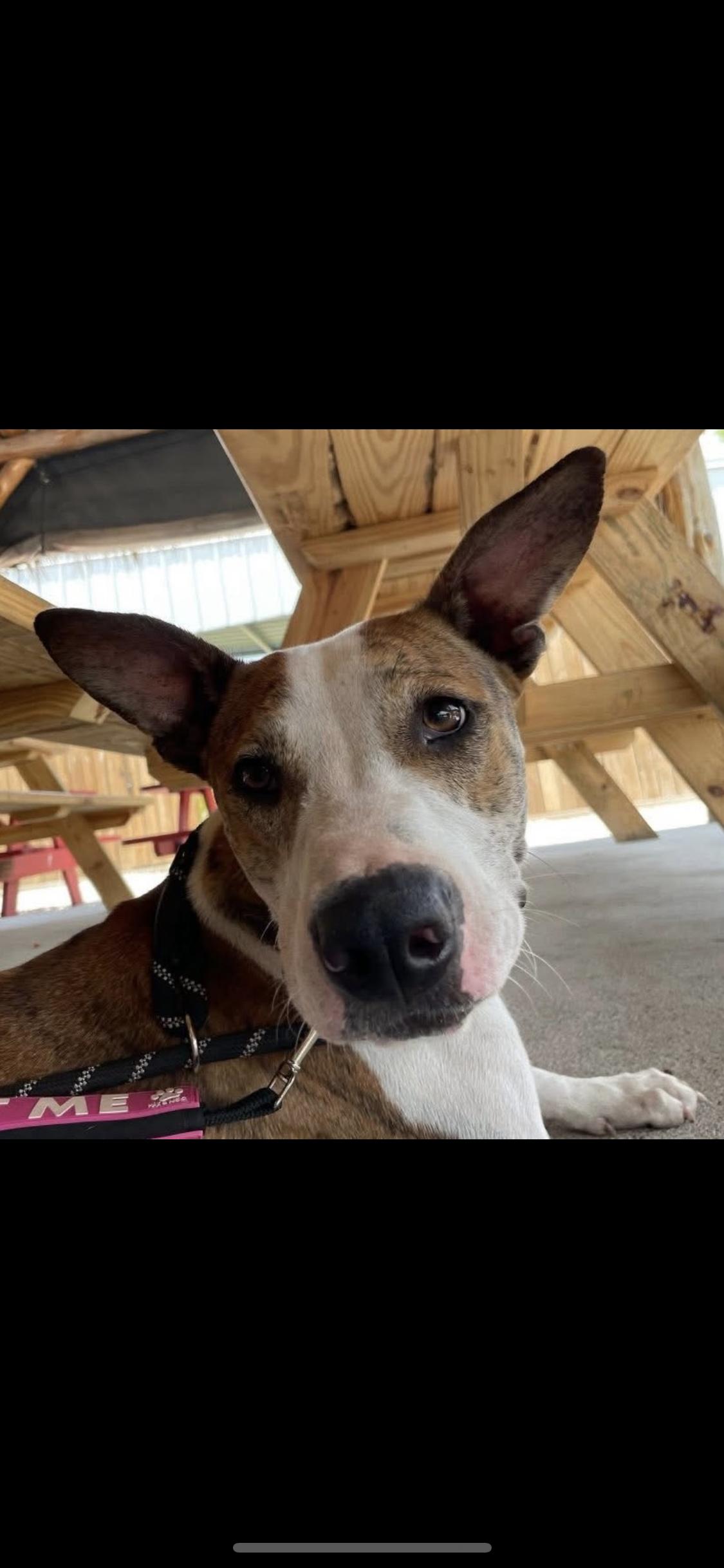 Enlarge MARSHALL, a Adoptable mixed breed in conroe, TX image 2/6