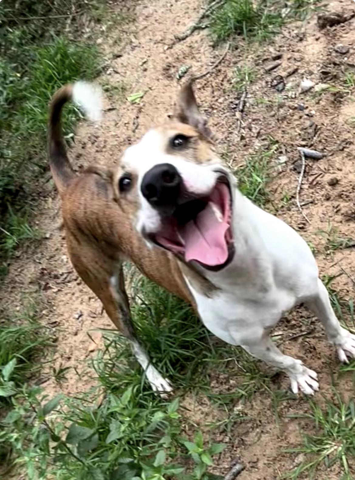Enlarge MARSHALL, a Adoptable mixed breed in conroe, TX image 2/5