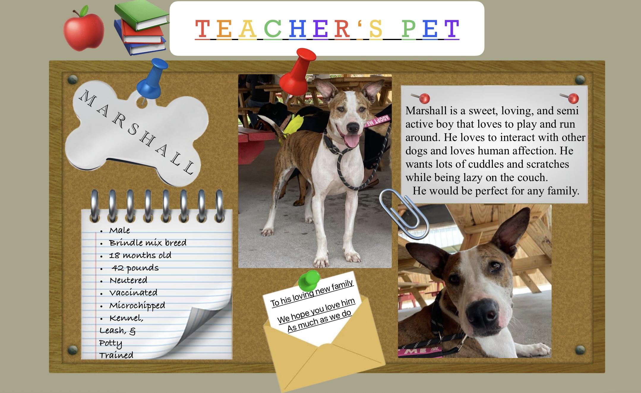 Enlarge MARSHALL, a Adoptable mixed breed in conroe, TX image 3/6