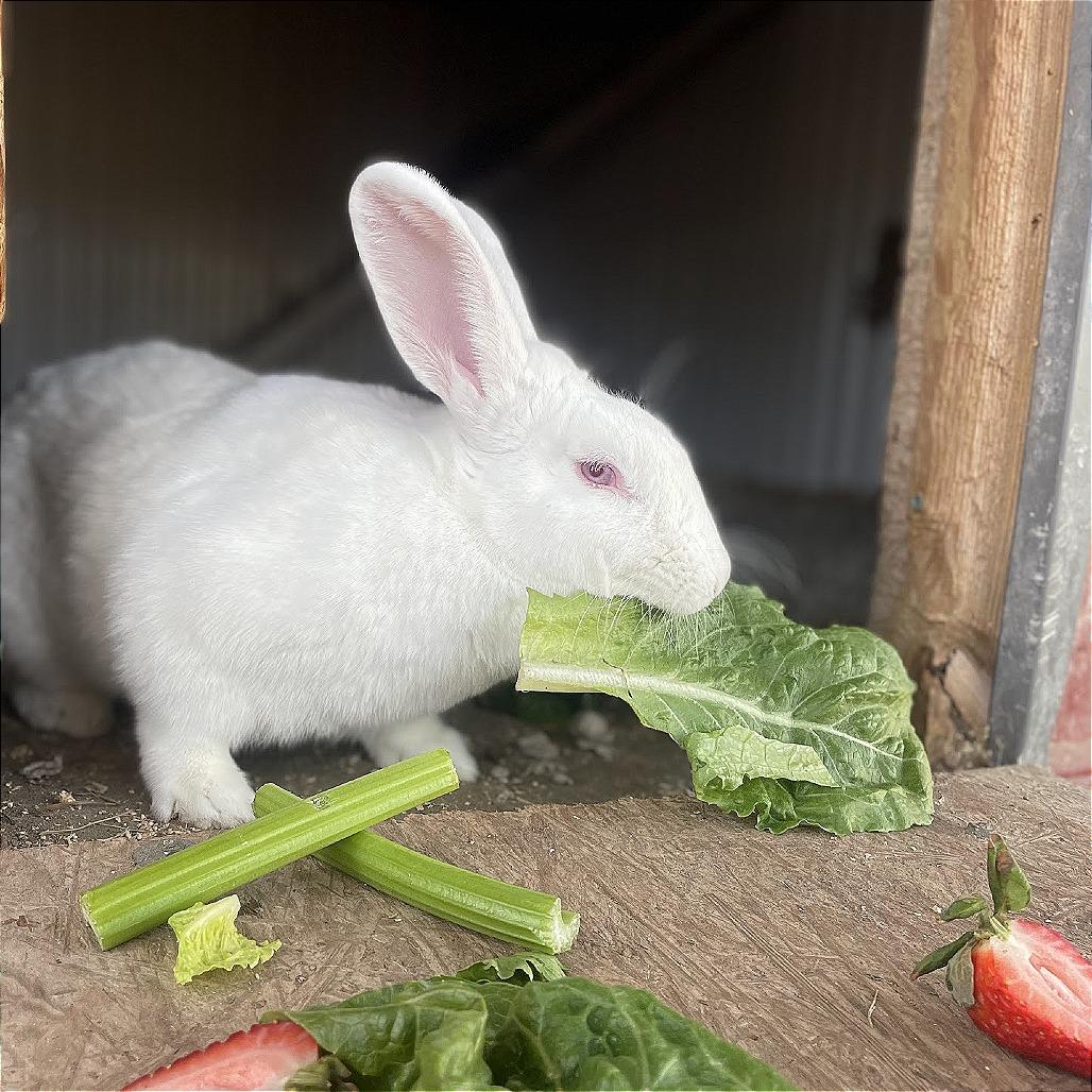 Tulip, Adoptable, Adult Female New Zealand.