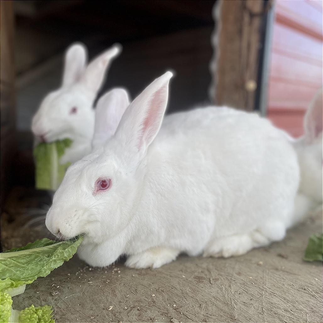 Tulip, a Adoptable New Zealand in Nowata, OK image 2/2