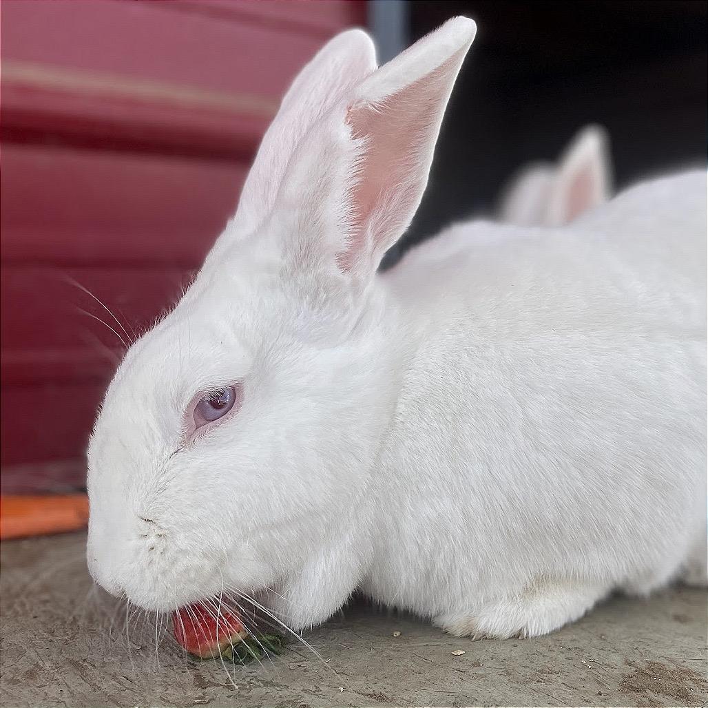 Tulip, Adoptable, Adult Female New Zealand.