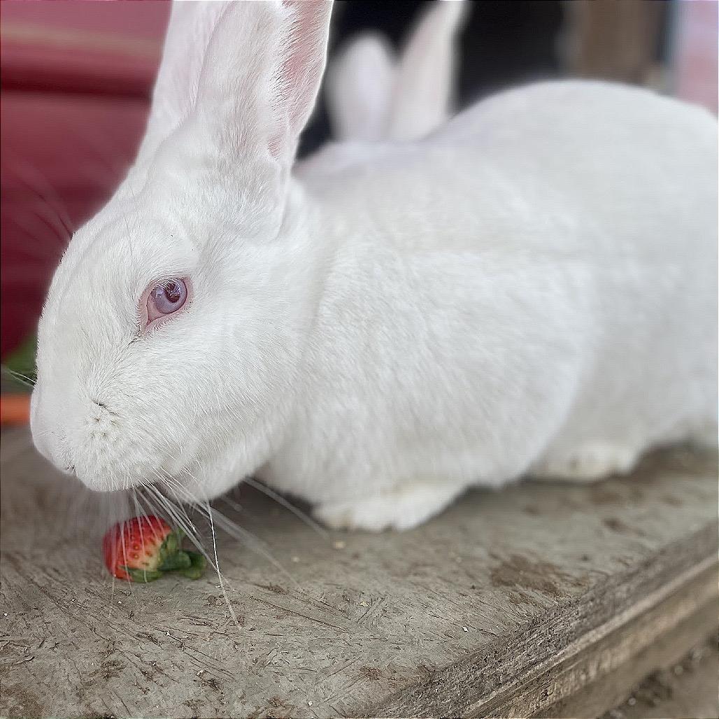 Enlarge Tulip, a Adoptable New Zealand in Nowata, OK image 2/2