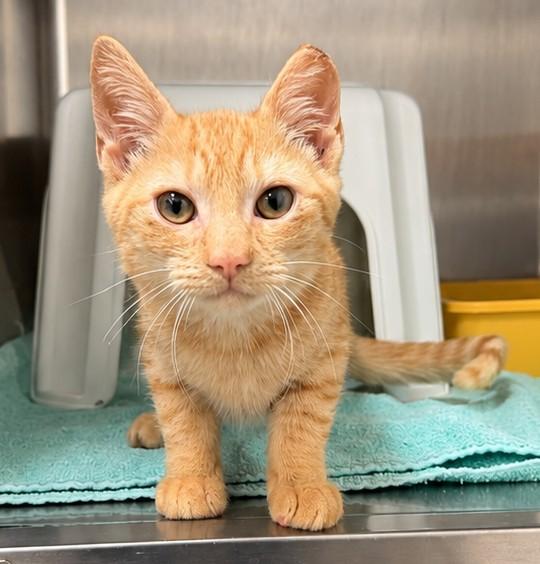 Enlarge BABY TEE, a Adoptable Domestic Short Hair in Statesville, NC image 1/1