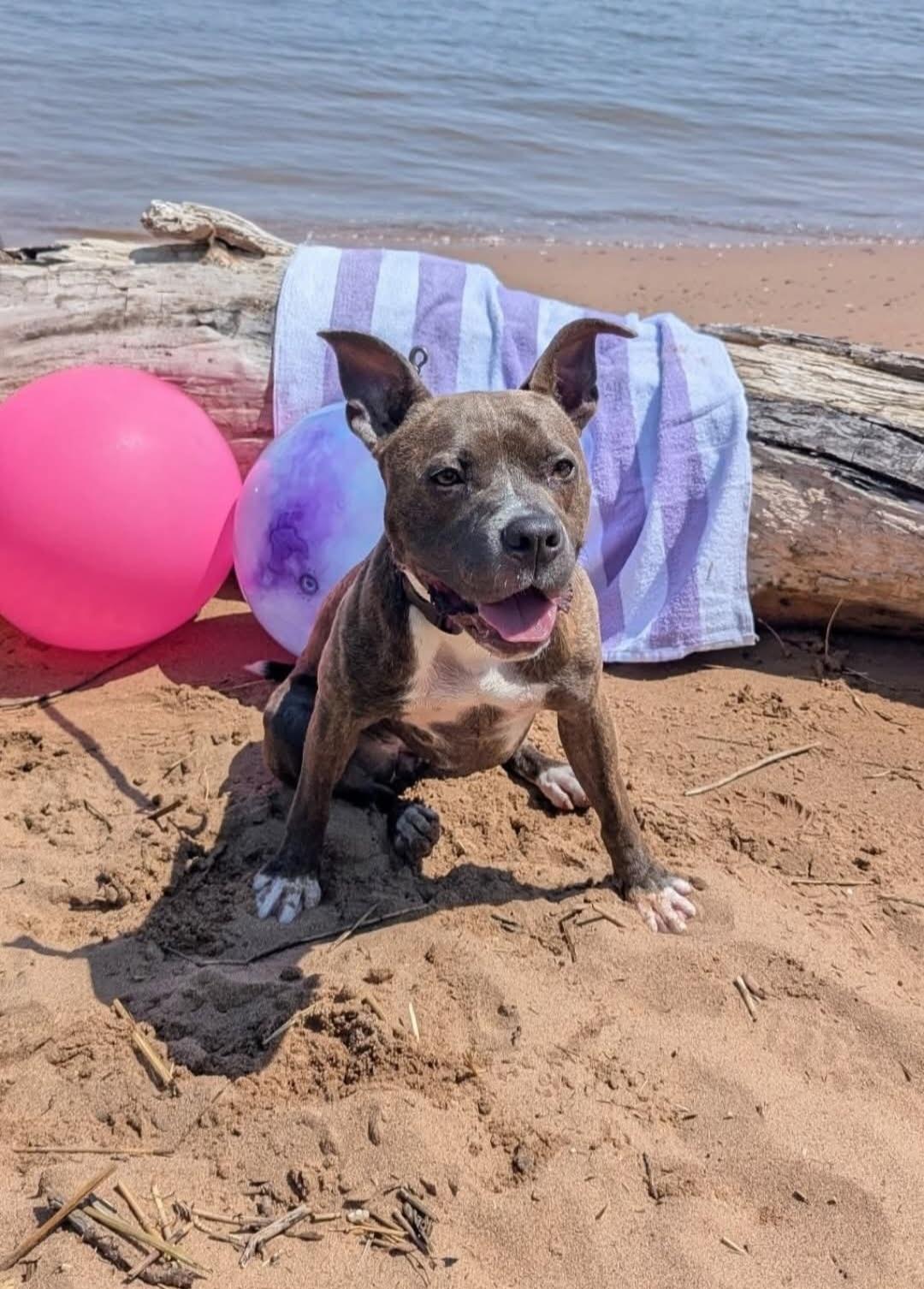 Dory, Adoptable, Adult Female American Staffordshire Terrier.