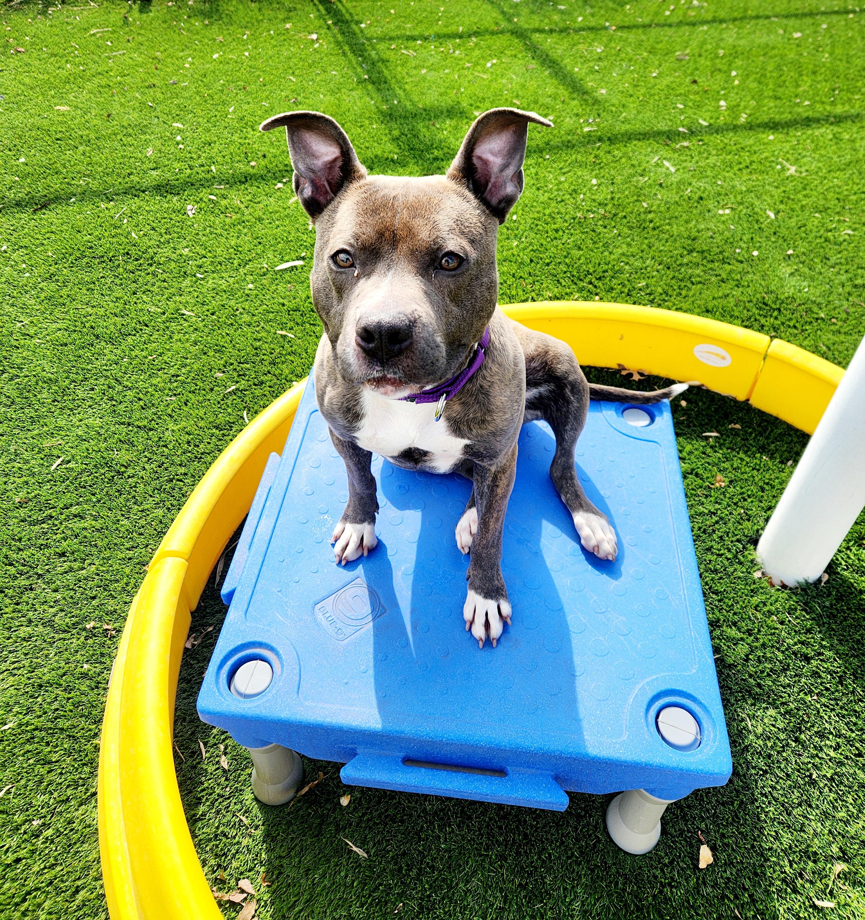 Enlarge Dory, a Adoptable American Staffordshire Terrier in Sewaren, NJ image 3/4